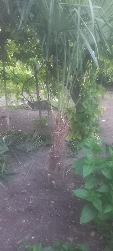 Dekorativ xurma/palma ağacı – fanşəkilli yarpaqlı - Növ: Trachycarpus — 4