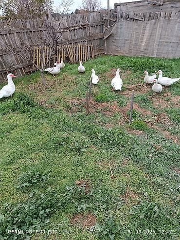 ördək növləri: Dişi, | Lal ördək, Damazlıq, Ünvandan götürmə, Ödənişli çatdırılma — 3