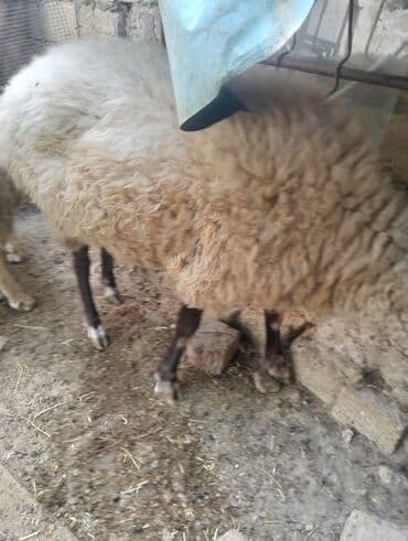 simmental inək cinsi: Dişi, il: 4, 60 kq, Ətlik, Ünvandan götürmə — 5
