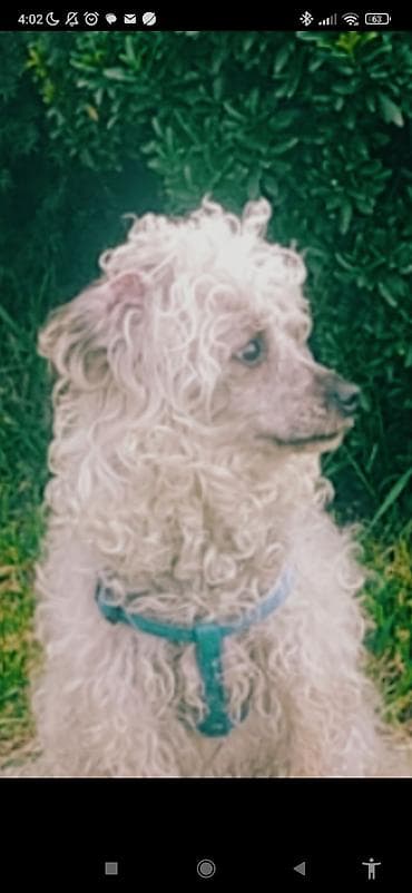 Pudel, Dişi, Cütləşmə üçün