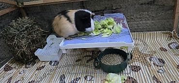 ev heyvan: Dovşancıq/qravçik (guinea pig) üçün tam avadanlıqlı qəfəs dəsti — 3