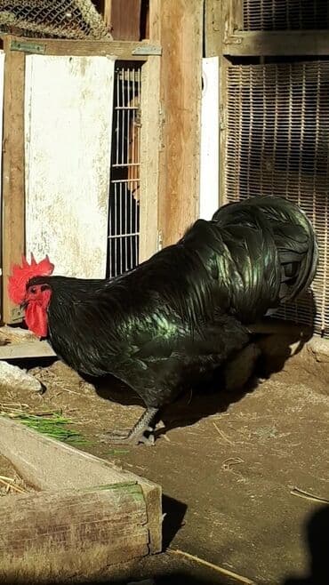 Heyvanlar üçün mallar: Avstrolop mayali yumurta. Deneynen.1.50qep kasetnen.40 azn Bawqa — 3