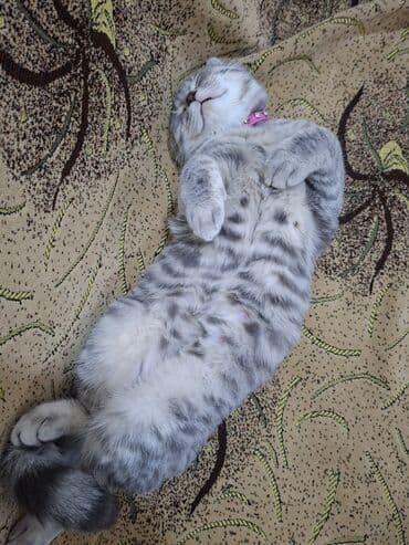 pişik daşıma: Şotland yastı qulaq, Dişi — 4