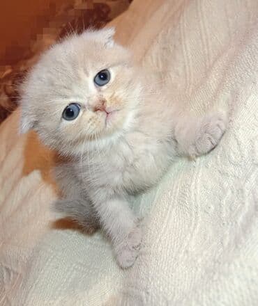 Balıqlar: Britan yastı qulaq, Erkək, Dişi, Yaxşı əllərə, Ünvandan götürmə, Pulsuz çatdırılma, Ödənişli çatdırılma — 27