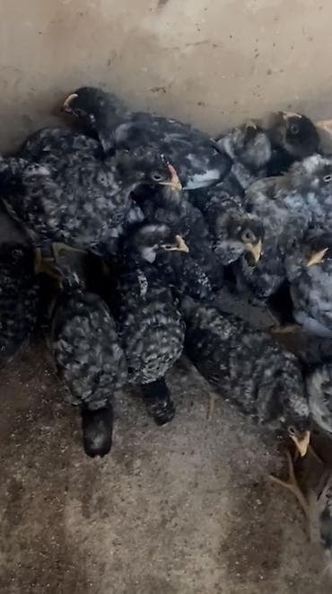 Toyuq cücələri, Damazlıq, Ödənişli çatdırılma