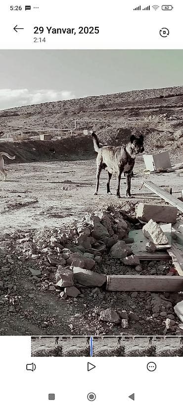 golden retriever satış: Qafqaz çoban iti, Peyvəndli — 3