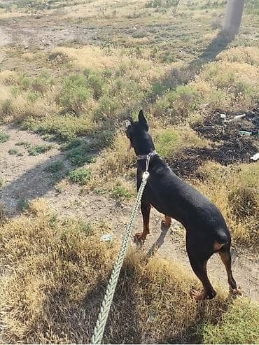 pudil itleri: Doberman — 2