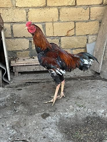 İtlər: Məhsul: Qırmızı-qara rəng çalarında yerli döyüş tipli Heyratı xoruz — 1