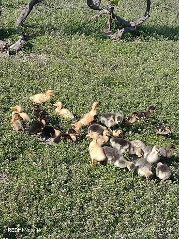 eşşək sudu satışı: Pekin qışqıran ördəklər və qaz balalari.12gunlukduler.dermasiz — 4