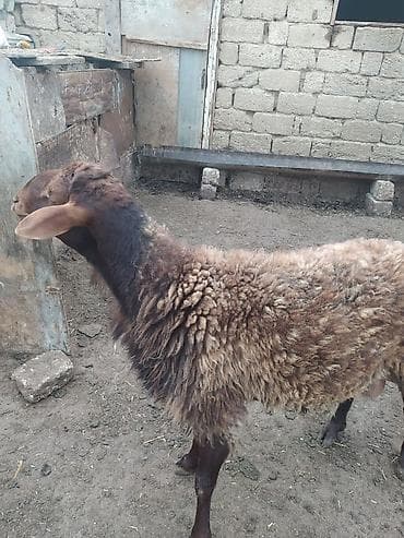 qala qoçu: DAMAZLIQ QALA QOÇU SATILIR 2 YAŞI VAR KEÇƏN İLKİ TOĞLUDUR REAL ALICI — 9