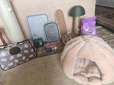 Pisik ucun esyalar her qiymete var dasima 20azn dirnaqitiliyen