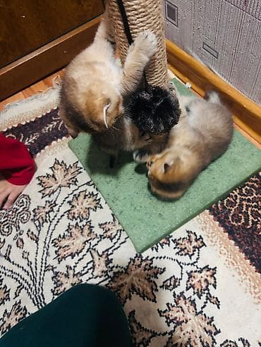 toy terrier: Pişik üçün qaşıyıcı və oyun dirəyi - Material: təbii sizal kəndir ilə — 9