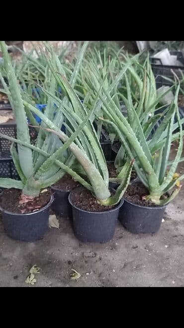 Çöl bitkiləri: Bu təsvirdəMüalicəvi aloe və Aloe vera bitkiləri təsvir edilmişdir — 7