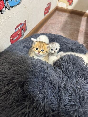 ən ucuz pişiklər: Britan — 6