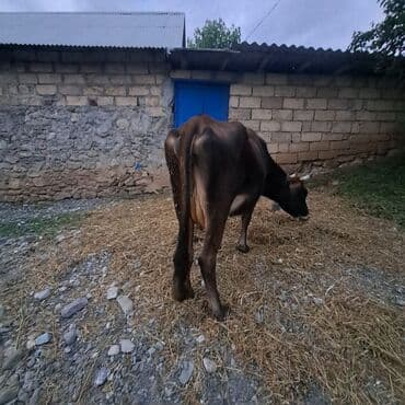 toyuq ucun yem qablari: Salam öz inəyimdi yanındada balası bir yerdə satılır alverci deyiləm — 4