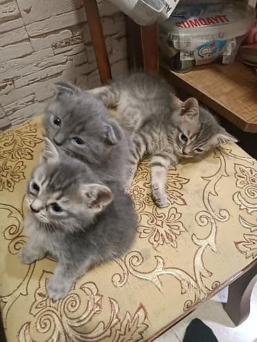balaca pişikler: Anası britan Atası Color point olan pişiklərin balaları — 1