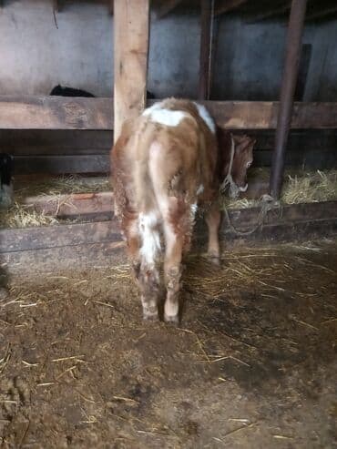 satiliq inekler: 1 erkək 1 dişi dana satılır. 8-9 aylıqdı — 2