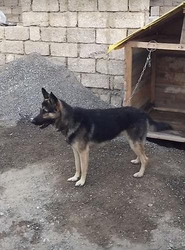 Balıqlar: Alman çoban iti, Erkek, Ünvandan götürmə — 2