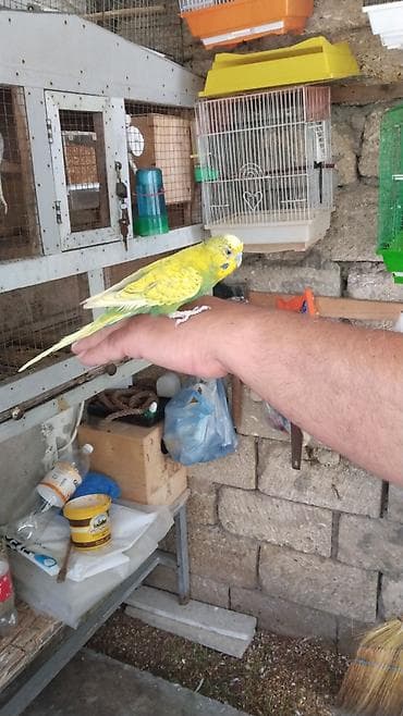 Məhsul: Qəfəslə birlikdə nimfa cütü (cockatiel) Təsvir: - Qızılı-sarı