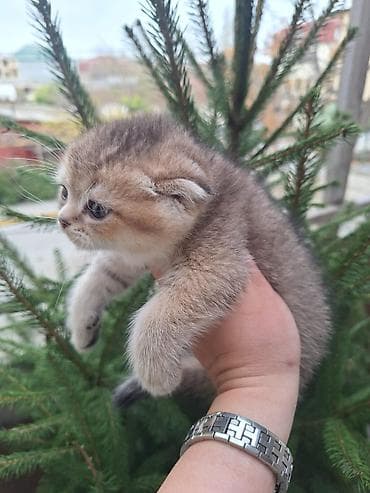 pişik sumkası: Şotland — 3