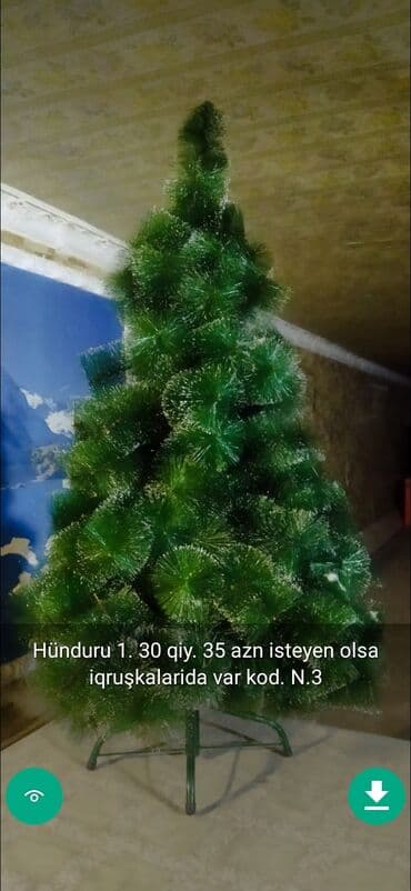 xurma ağacı: Yolkalar şaxda baba sekillerde qiymət məlumat qeyd olunub unvan Gence — 20