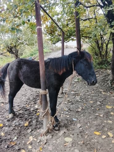 i̇t balası: Salam xam day 2 yaşı var yorğa atın balasıdır. Xüsusiyyətlər: - — 2