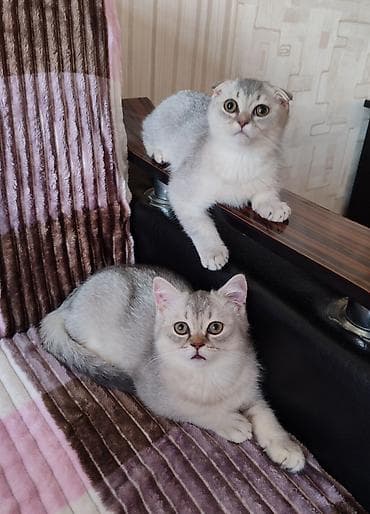 K/t heyvanları və malları: Şotland, Ünvandan götürmə — 9