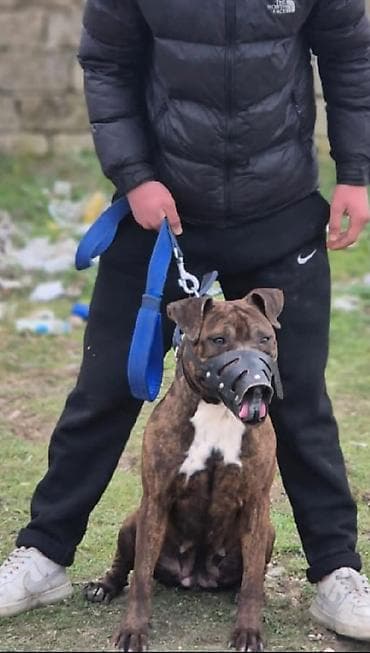staffordshire bull terrier κουταβια: 1 yaş yarım iri cüseli pitbul ciddi alcıya edrim de olacaq — 1