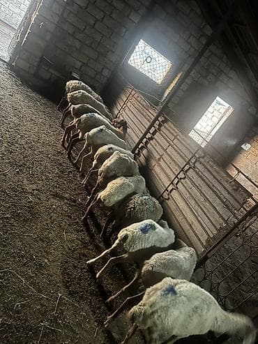 qoyunlar goycay: Qoyun sürüsü – yerli cins qarışığı - Təyinat: ət və damazlıq üçün — 5
