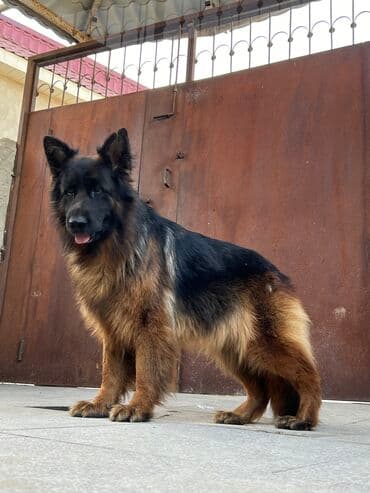 Tofas: Alman çoban iti, 1 ay, Erkek — 1