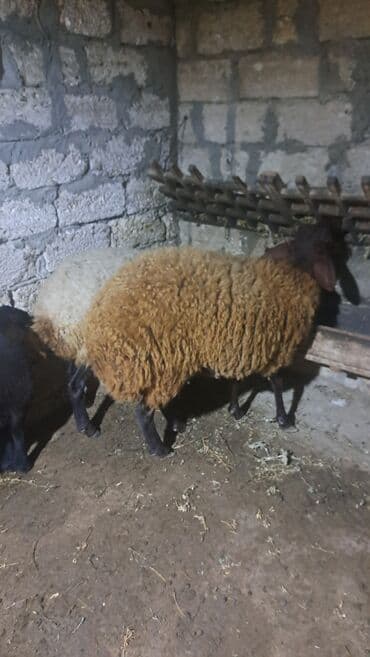 ari ailesi satisi: Dişi, Qala, il: 1, 90 kq, Damazlıq — 8