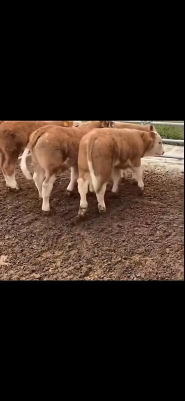 ari yeşiklərinin satışı: Məhsul: Dana balaları (ətlik istiqamət) Təsvir: - Şəkillərdə — 2