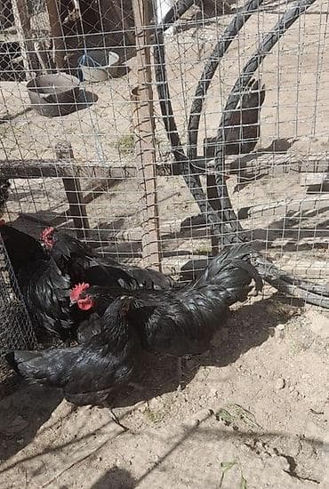 super alabay kl: Məhsul: Qara rəngli toyuq–xoruz dəsti Təsvir: - Tamamilə qara, parlaq — 3