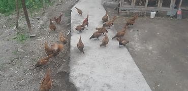 kreditle heyvan satisi: Sibrayt Qızılı. Cəm 18 Ədəd. 5 Xoruz 13 Fərə. Fərələr Hamısı Gündəlik — 3