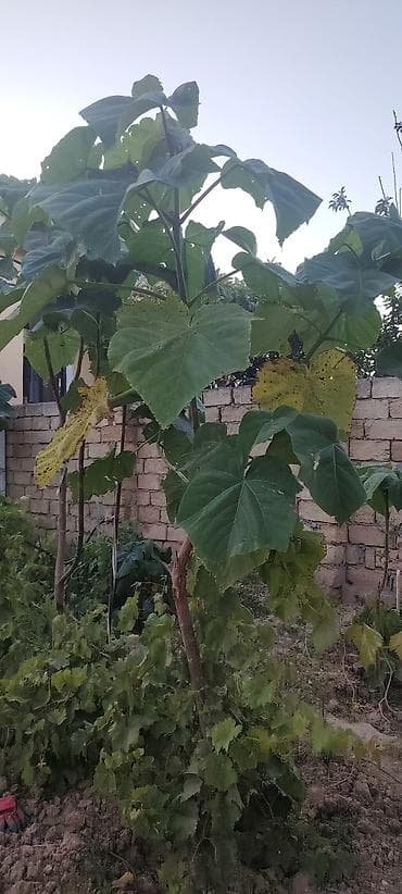 Məhsul: Paulownia (imperial ağacı) tingi/saplağı Təsvir: - Sürətlə