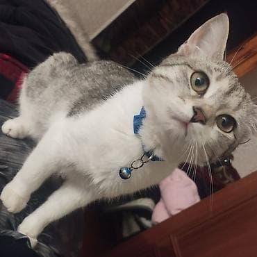 Dişi, Cütləşmə üçün