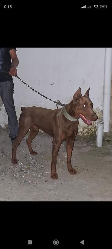 doberman bala: Doberman, 1 il, Erkek — 1