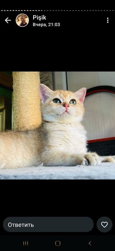 şotlan pişik: Şotland yastı qulaq, Erkək, Dişi, Yaxşı əllərə, Ünvandan götürmə, Pulsuz çatdırılma, Ödənişli çatdırılma — 38