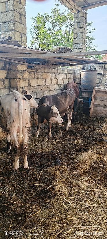 keci pendiri qiyməti: Erkək, Simental, il: 1, 320 kq, Ətlik, Ünvandan götürmə — 5