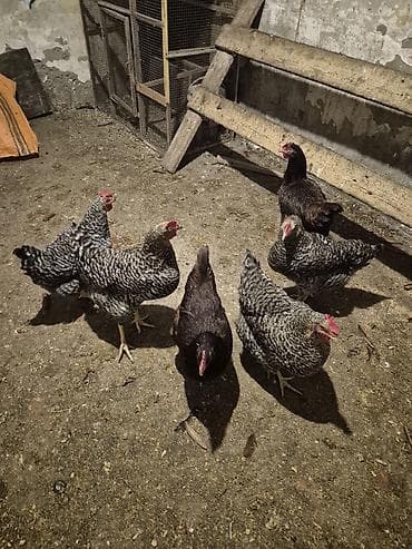 toyuqları: Toyuq, Yumurtalıq, Pulsuz çatdırılma — 5