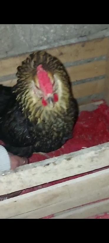 heyvanların cutləşməsi: Toyuq, Damazlıq — 3