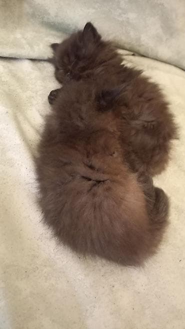 pers pisiyi: Fars, Erkək — 5