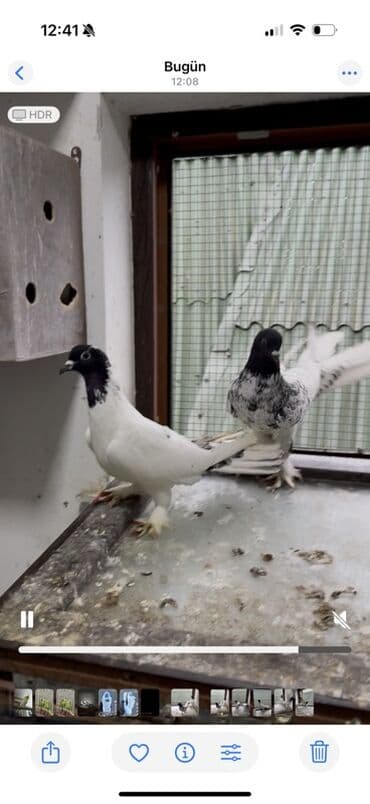 Goyercin qarabaslar badam hazir cut 16 17 tukler tam saqlam