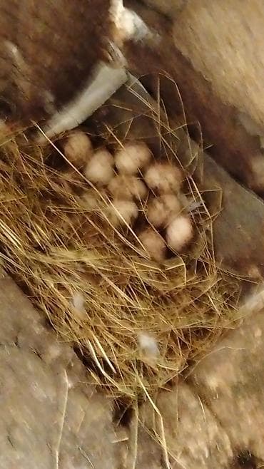 yumurta yagi: Ördək yumurtası - Təsvir: Şəkillərdə təsvir olunan, samanla — 9