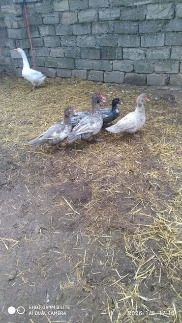 Cücələr: 2 erkək 3 fərə cins ördəklərdir real alıcıyla razılaşmaq olar Qiymət 5 — 1