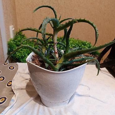 алоэ вера купить: Aloe bitkisi dibcekde satilir. 5azn — 1