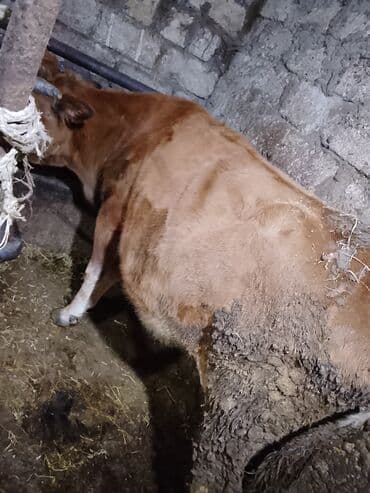 Kənd təsərrüfatı quşları: Mal-qara – inək - Yerli cinsə yaxın, qəhvəyi rəngdə inək - Sağım və — 5