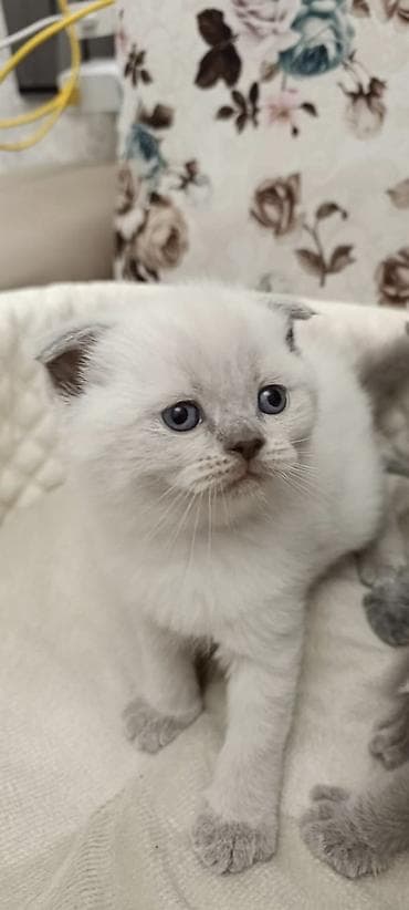 Şotland yastı qulaq