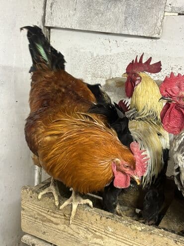 купить хамелеона в баку: Петух, лет: 3 — 2