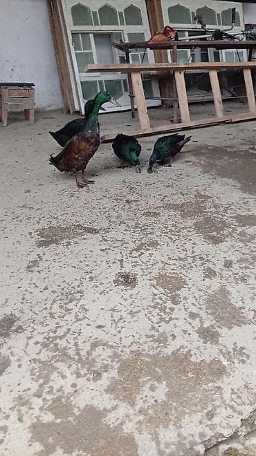 qaz ördey: Ünvan Quba — 4